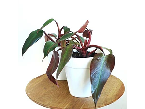 Philodendron Príncipe Grande Planta Interior