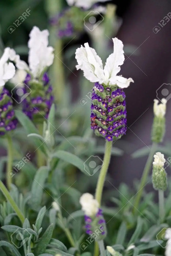Lavanda Española Blanca / Stoecha Alba Planta Ornamental 1