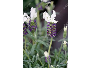 Lavanda Española Blanca / Stoecha Alba Planta Ornamental