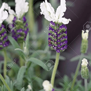 Lavanda Española Blanca / Stoecha Alba Planta Ornamental