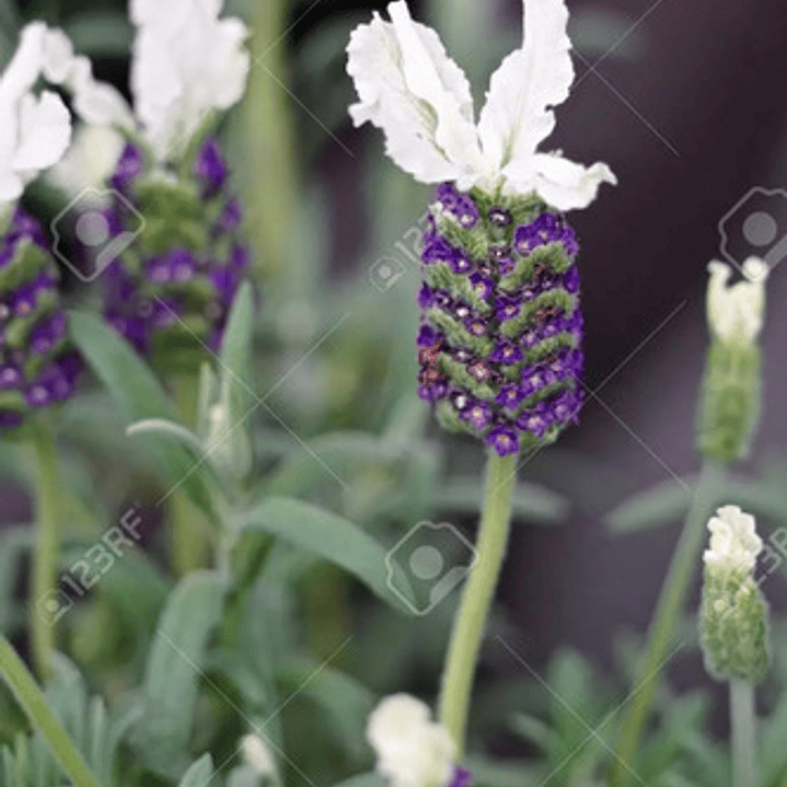 Lavanda Española Blanca / Stoecha Alba Planta Ornamental 1
