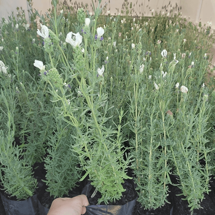 Lavanda Española Blanca / Stoecha Alba Planta Ornamental 2