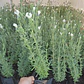 Lavanda Española Blanca / Stoecha Alba Planta Ornamental - Miniatura 2