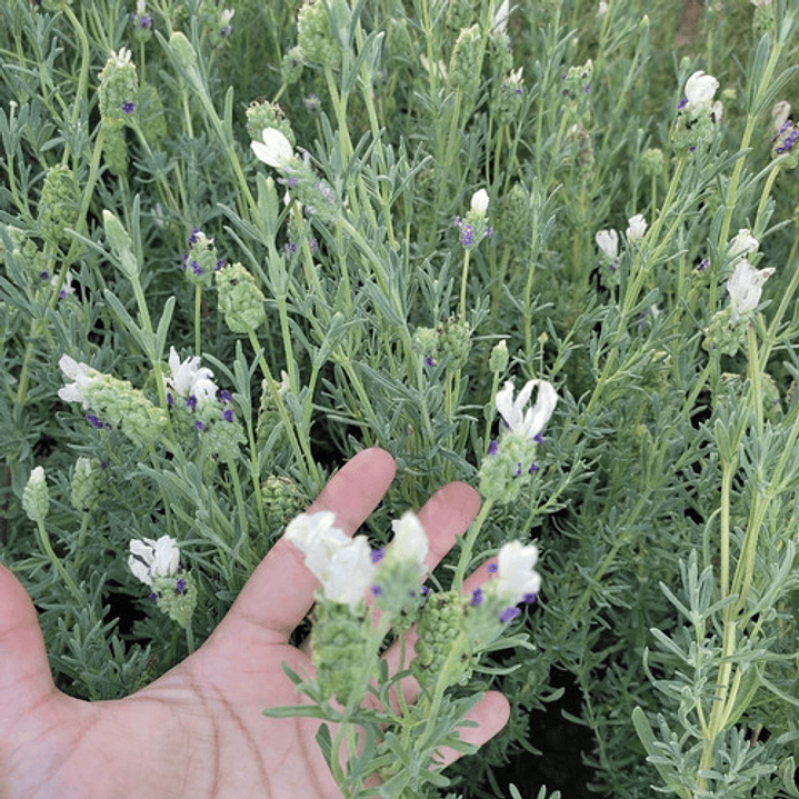 Lavanda Española Blanca / Stoecha Alba Planta Ornamental 3