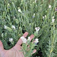 Lavanda Española Blanca / Stoecha Alba Planta Ornamental - Miniatura 3