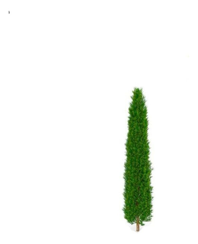 Pino Piramidal Ciprés Italiano Macetero 1,5 Mts 1