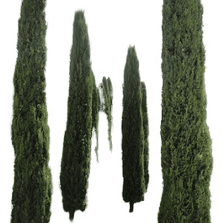 Pino Piramidal Ciprés Italiano Macetero 1,5 Mts 2