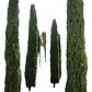Pino Piramidal Ciprés Italiano Macetero 1,5 Mts - Miniatura 2