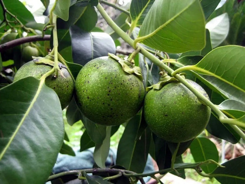 Zapote Blanco Frutal Exótico 1
