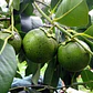 Zapote Blanco Frutal Exótico - Miniatura 1