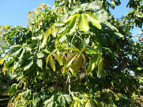 Zapote Blanco Frutal Exótico 2