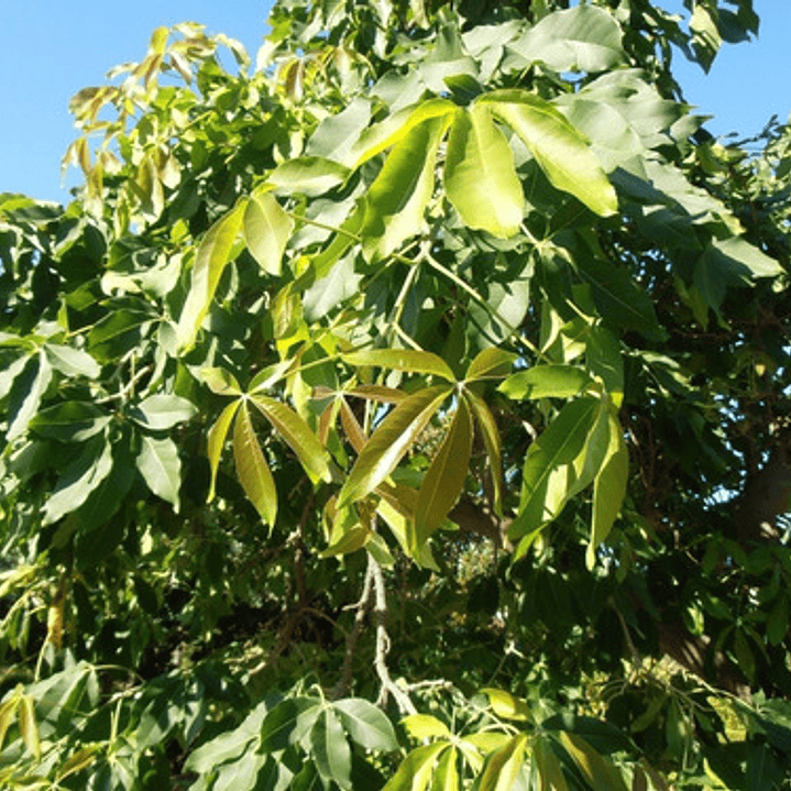 Zapote Blanco Frutal Exótico 2