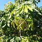 Zapote Blanco Frutal Exótico - Miniatura 2