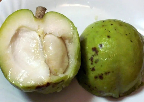Zapote Blanco Frutal Exótico 3