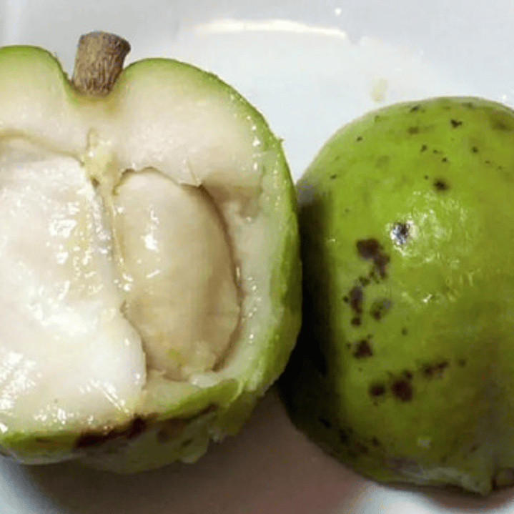 Zapote Blanco Frutal Exótico 3