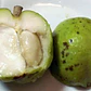 Zapote Blanco Frutal Exótico - Miniatura 3