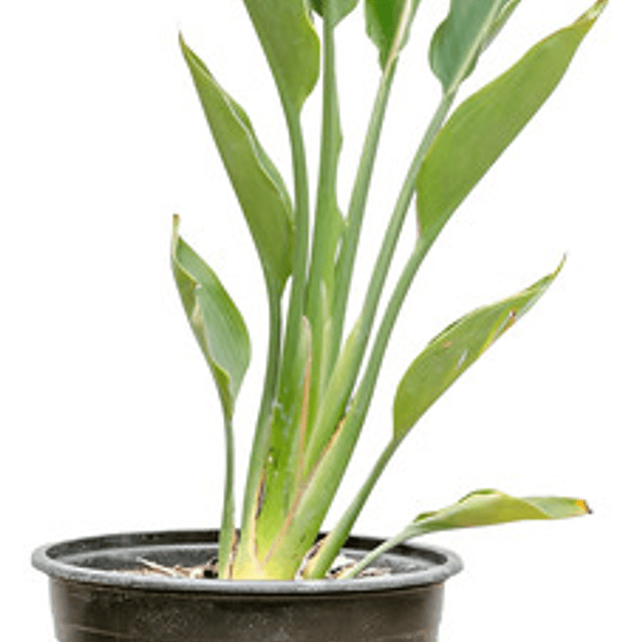 Strelitzia Flor Del Pájaro Pequeña 1