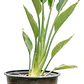 Strelitzia Flor Del Pájaro Pequeña - Miniatura 1