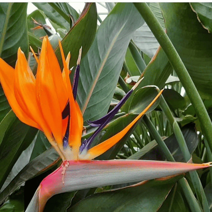 Strelitzia Flor Del Pájaro Pequeña 2