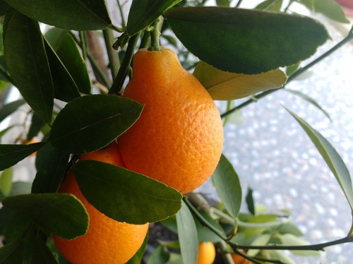 Mandanrinquat Frutal Exótico 2