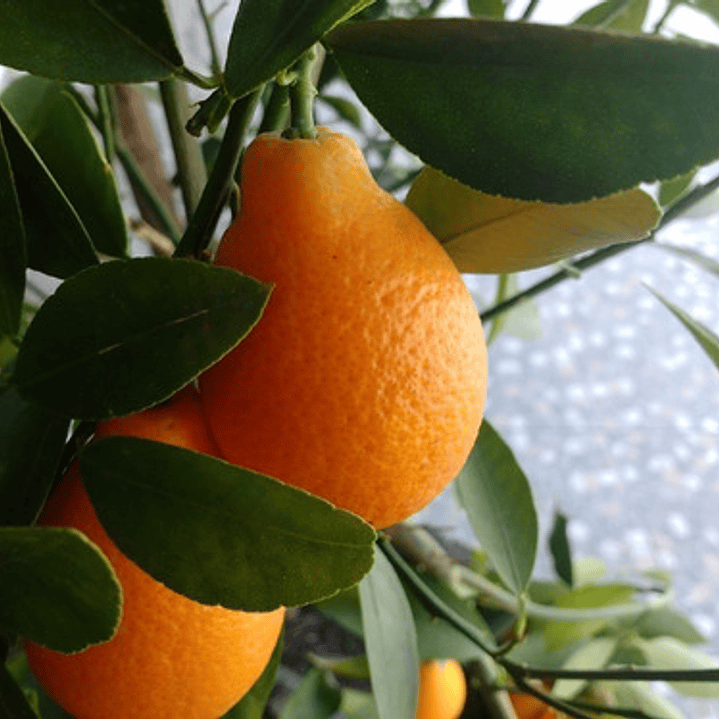 Mandanrinquat Frutal Exótico 2