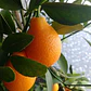 Mandanrinquat Frutal Exótico - Miniatura 2
