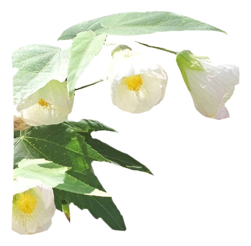 Abutillon Blanco Arbusto Ornamental 1