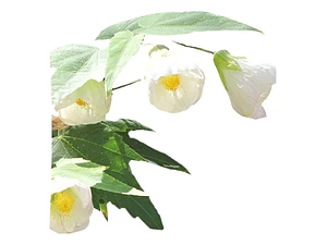 Abutillon Blanco Arbusto Ornamental