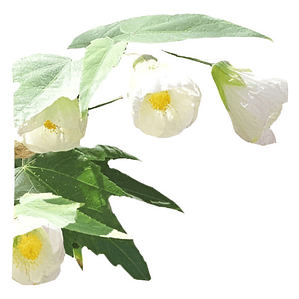 Abutillon Blanco Arbusto Ornamental