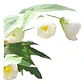 Abutillon Blanco Arbusto Ornamental - Miniatura 1