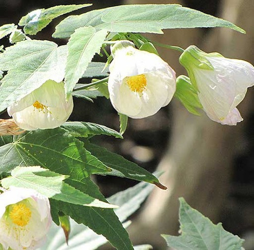 Abutillon Blanco Arbusto Ornamental 2