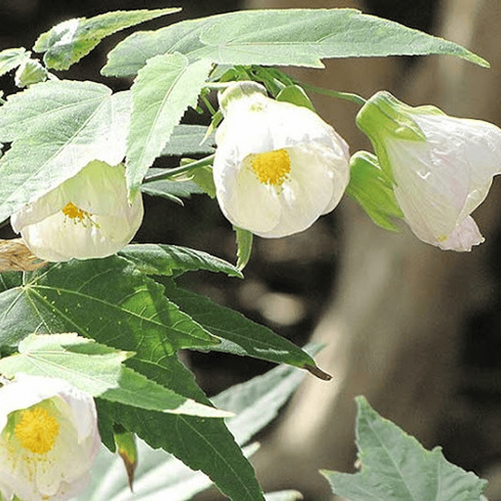 Abutillon Blanco Arbusto Ornamental 2