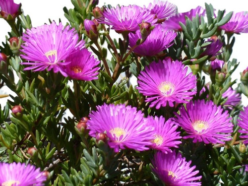 Rayito De Sol Fucsia Planta Suculenta Ornamental Flor 1