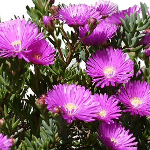 Rayito De Sol Fucsia Planta Suculenta Ornamental Flor