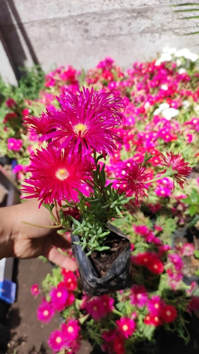 Rayito De Sol Fucsia Planta Suculenta Ornamental Flor 2