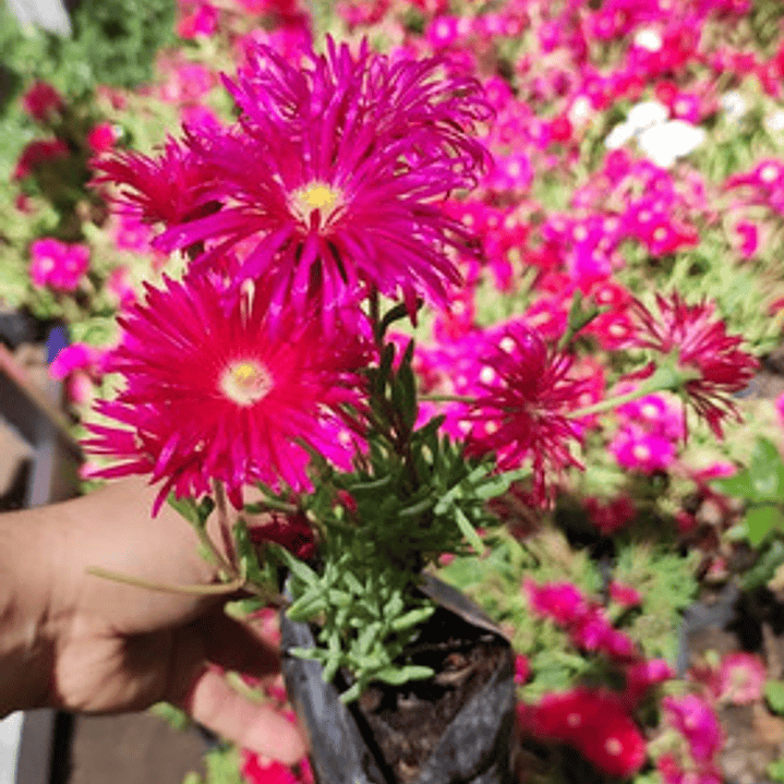 Rayito De Sol Fucsia Planta Suculenta Ornamental Flor 2