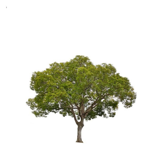Alcanflor Árbol Ornamental Medicinal 1