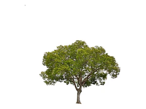 Alcanflor Árbol Ornamental Medicinal