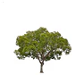 Alcanflor Árbol Ornamental Medicinal - Miniatura 1