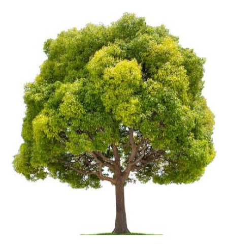 Alcanflor Árbol Ornamental Medicinal 2