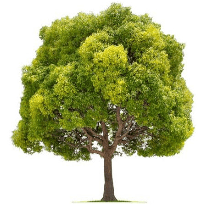 Alcanflor Árbol Ornamental Medicinal 2