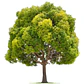 Alcanflor Árbol Ornamental Medicinal - Miniatura 2