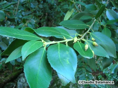Laurel Chileno Árbol Nativo Ornamental 1