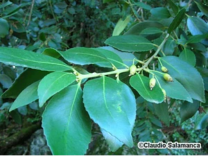 Laurel Chileno Árbol Nativo Ornamental