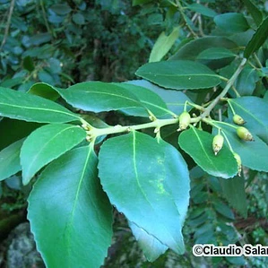 Laurel Chileno Árbol Nativo Ornamental