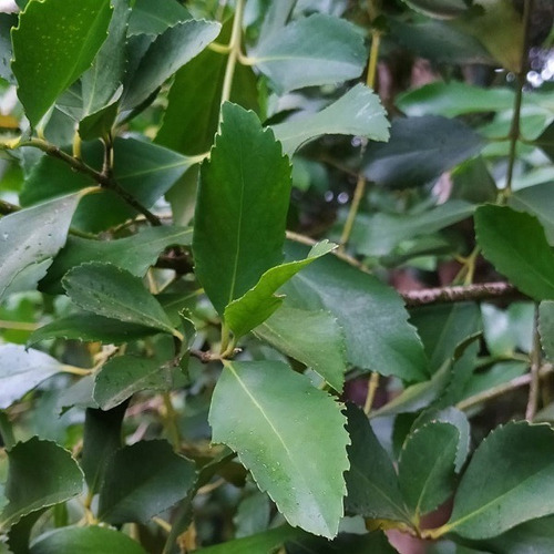 Laurel Chileno Árbol Nativo Ornamental 2