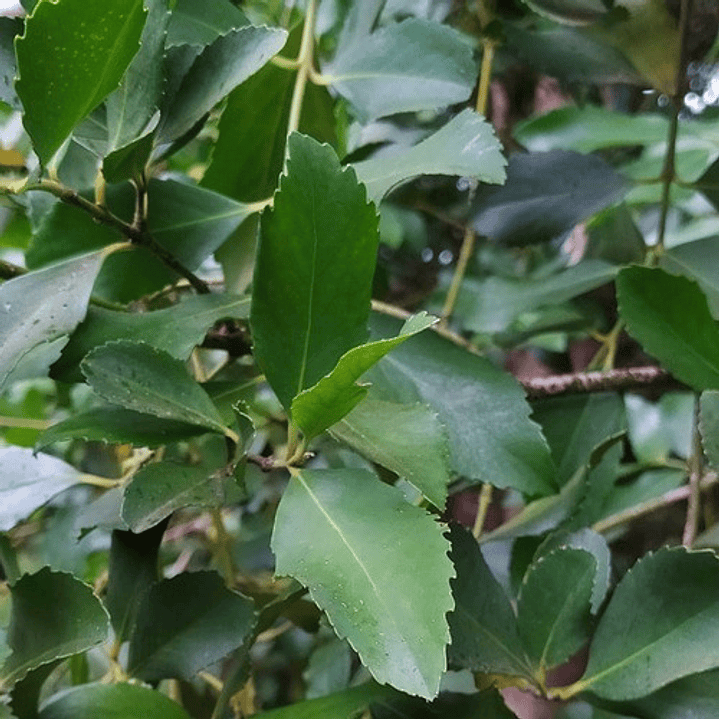 Laurel Chileno Árbol Nativo Ornamental 2