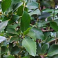 Laurel Chileno Árbol Nativo Ornamental - Miniatura 2