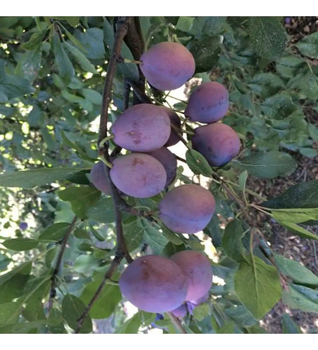 Ciruelo D'agen Ciruela Árbol Frutal 2
