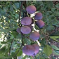 Ciruelo D'agen Ciruela Árbol Frutal - Miniatura 2